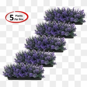 Wisteria, HD Png Download - flower top view png
