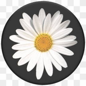 White Daisy Popsocket, HD Png Download - flower top view png