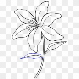 Sketch Of Lily Flower, HD Png Download - flower top view png