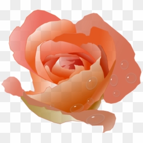 Coral Rose Clip Art, HD Png Download - single flowers png
