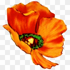 Single Orange Flower Clip Art, HD Png Download - single flowers png