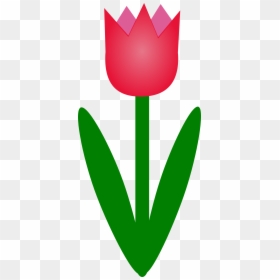 Tulip Clip Art, HD Png Download - single flowers png