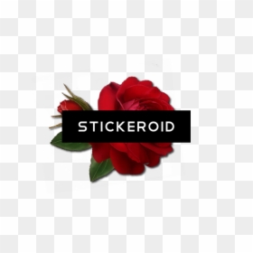Floribunda, HD Png Download - single flowers png