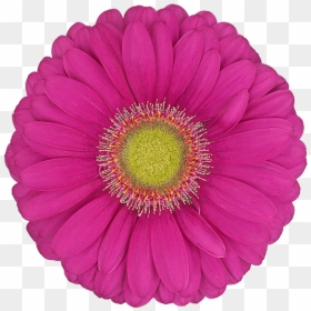 Barberton Daisy, HD Png Download - single flowers png