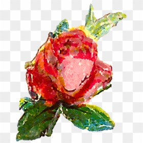 Garden Roses, HD Png Download - single flowers png