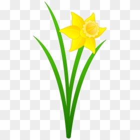 Daffodil Clipart, HD Png Download - single flowers png