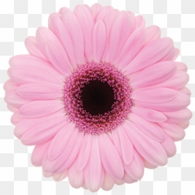 Gerbera Abriana, HD Png Download - single flowers png