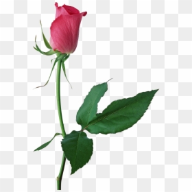 Pink Rose Bud Png, Transparent Png - single flowers png
