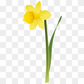 Daffodil, HD Png Download - single flowers png