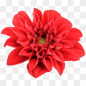 Flower Png, Transparent Png - dahlia flower png