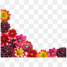 Flowers Garden Transparent, HD Png Download - dahlia flower png