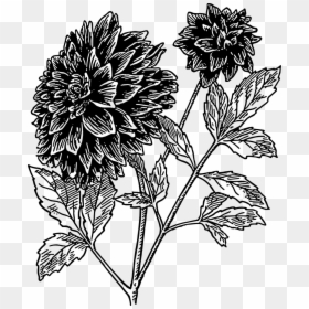 Dahlia Flower Clipart Black And White, HD Png Download - dahlia flower png