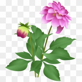 Common Peony, HD Png Download - dahlia flower png