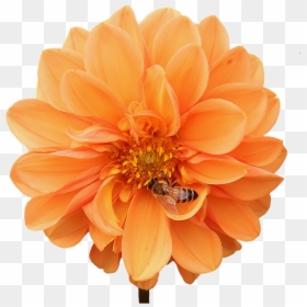 Dahlia Orange Png, Transparent Png - dahlia flower png