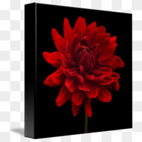Flowers With Black Background, HD Png Download - dahlia flower png
