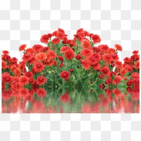 Осень Цветы, HD Png Download - dahlia flower png