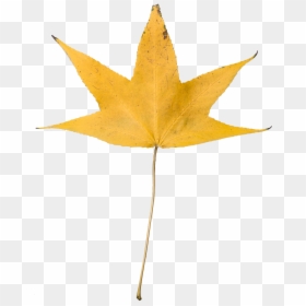 Dry Leaf No Background, HD Png Download - dry leaves falling png