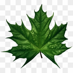 Green Fall Leaves Clip Art, HD Png Download - dry leaves falling png