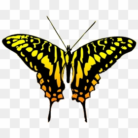 Black And Yellow Butterfly Clipart , Png Download - Black And Grey Butterfly, Transparent Png - yellow butterfly png