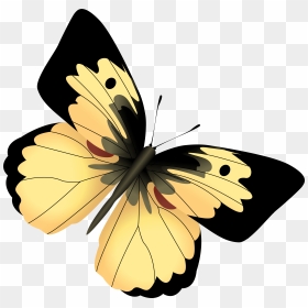 Picture Free Download Yellow And Png Image - Black Butterfly Clipart Png, Transparent Png - yellow butterfly png