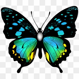Blue And Yellow Butterfly 5k Retina Ultra Hd Wallpaper - Colorful Butterfly Clipart, HD Png Download - yellow butterfly png