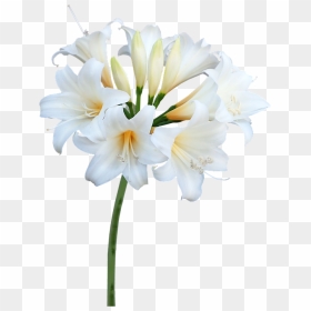 Lily, HD Png Download - easter lily png