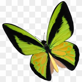 Yellow Birdwing Butterfly Clipart - Lycaenid, HD Png Download - realistic fairy wings png