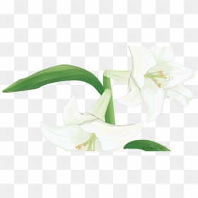 Lily, HD Png Download - easter lily png