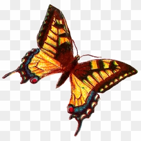 Yellow Butterfly Images - Butterflies, HD Png Download - yellow butterfly png
