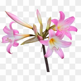 × Amarcrinum, HD Png Download - easter lily png