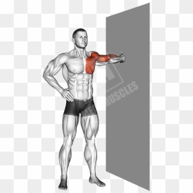 Bicep Stretches, HD Png Download - muscle arm png