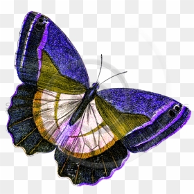 Yellow Butterfly Png , Png Download - Illustration, Transparent Png - yellow butterfly png
