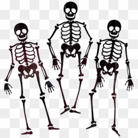 Transparent Skeletons Png - Squelette Dessin Pour L Halloween, Png Download - skeletons png