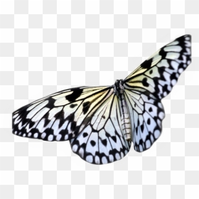 #blue #yellow #butterfly #monarchbutterfly #trendy - Transparent Background Butterfly Png, Png Download - yellow butterfly png