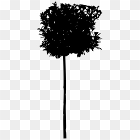 45 Tree Silhouettes Png Transparent Background - Sabal Palmetto, Png Download - silhouettes png