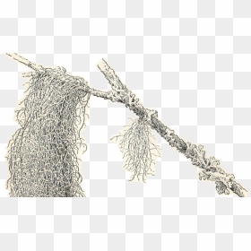 Spanish Moss Clipart, HD Png Download - hanging moss png