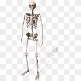 Transparent Spooky Scary Skeletons Png - Portable Network Graphics, Png Download - skeletons png