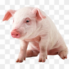 Pig Png Image - Baby Pig Png, Transparent Png - pig silhouette png