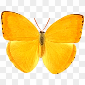 Orange Giant Butterfly - Giant Butterfly Clipart Orange, HD Png Download - yellow butterfly png