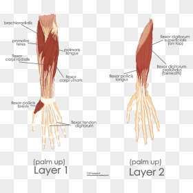 Left Flexor Digitorum Superficialis, HD Png Download - muscle arm png