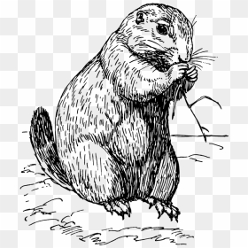 Prairie Dog Clipart Black And White, HD Png Download - page tear png