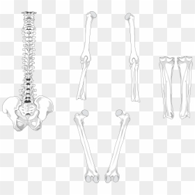 Transparent Skeletons Png - Skeleton Bones Black Png, Png Download - skeletons png