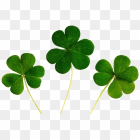 Superstition Good Luck, HD Png Download - shamrocks png
