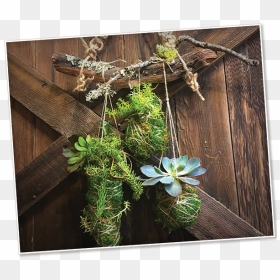 Image Of A Kokedama - Spruce, HD Png Download - hanging moss png
