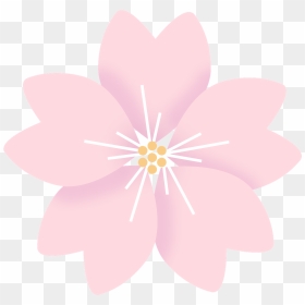 Цветок Сакуры Png, Transparent Png - cherry blossom flower png
