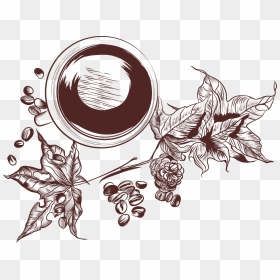 Star Anise Png Free Clipart Vector Svg Library Download - Coffee Plant Vector Free, Transparent Png - coffee bean vector png