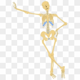 Human Skeleton Clipart - Funny Skeletal System Diagram, HD Png Download - skeletons png