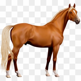 Horse Clip Art Transparent Background - Horse Images With White Background, HD Png Download - white horse png