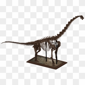 Zt2 Dinosaur Skeletons , Png Download - Dinosaur Skeleton Model Brachiosaurus, Transparent Png - skeletons png