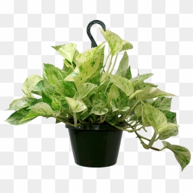 Marble Queen Pothos Hanging Basket - Flowerpot, HD Png Download - hanging moss png